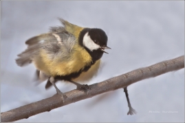 <p>SÝKORA KOŇADRA (Parus major) /Great tit -
Kohlmeise/</p>